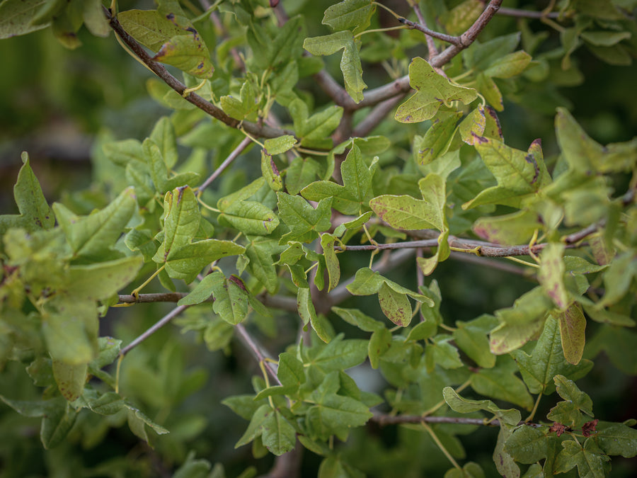 Französischer Ahorn — Acer monspessulanum