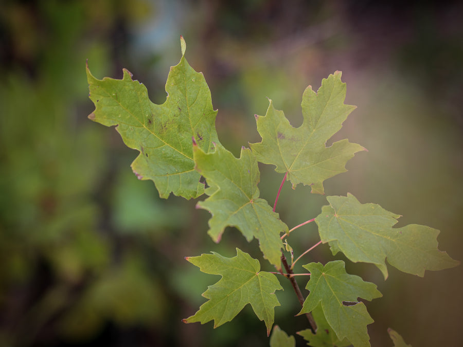 Zuckerahorn — Acer saccharum