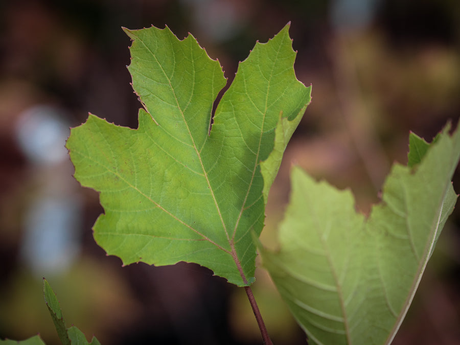 Orientalische Platane — Platanus orientalis