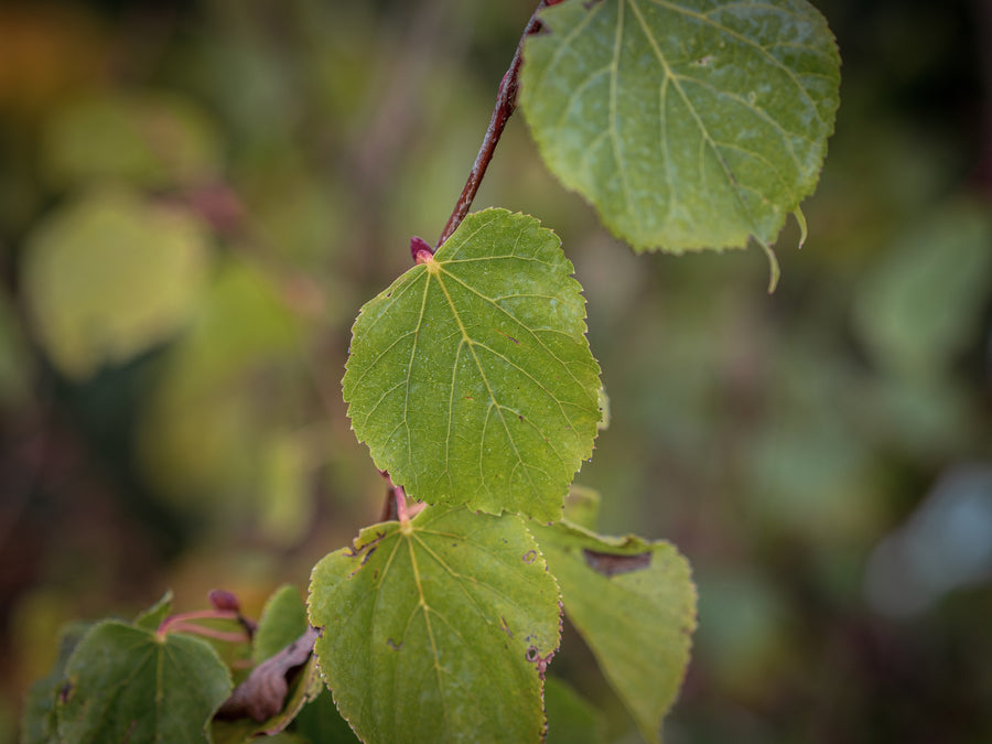 Winterlinde — Tilia cordata