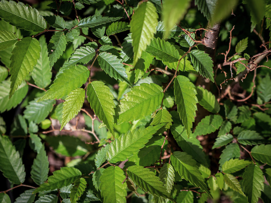 Japanische Zelkove — Zelkova serrata