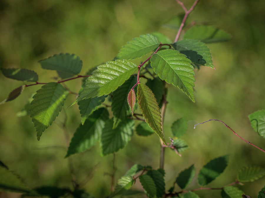 Japanische Zelkove — Zelkova serrata