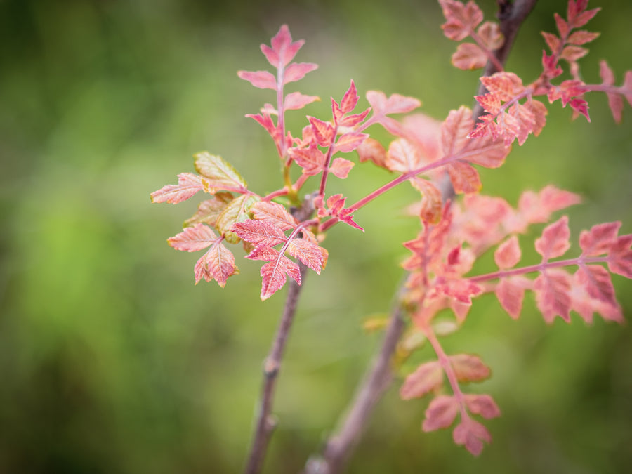Blasenesche — Koelreuteria paniculata