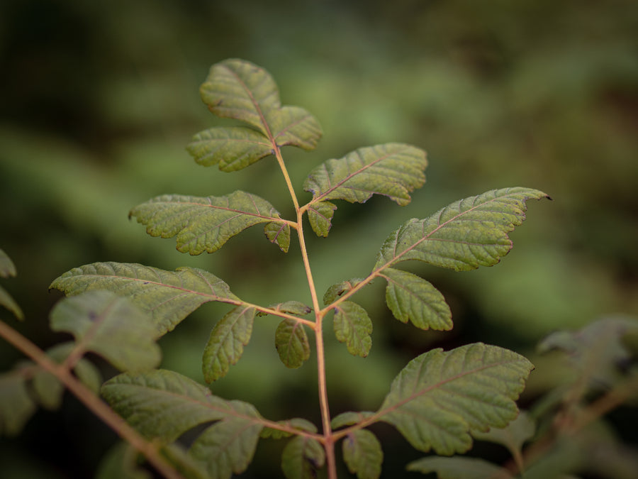 Blasenesche — Koelreuteria paniculata