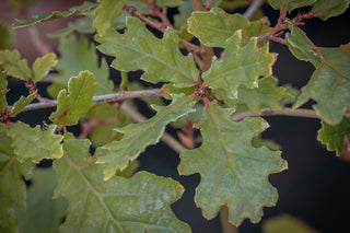 Flaumeiche, Blatt im Detail