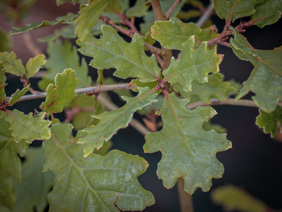 Flaumeiche — Quercus pubescens