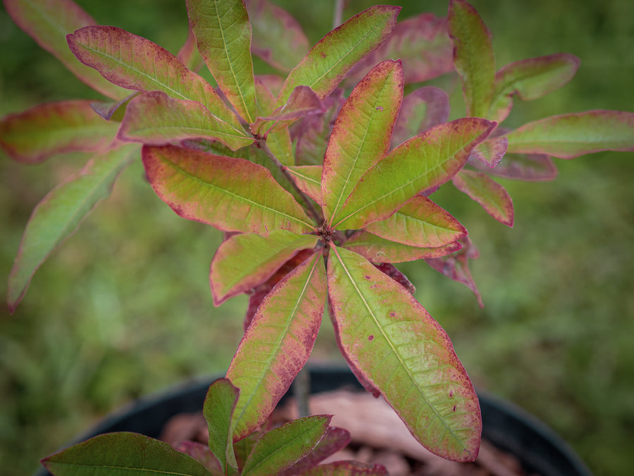 Schindel-Eiche — Quercus imbricaria