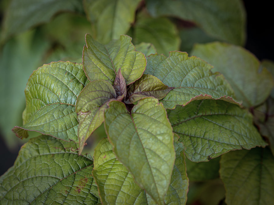 Chinesischer Losbaum — Clerodendrum trichotomum