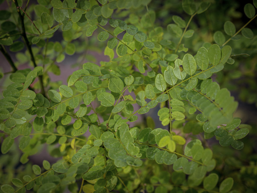Japanischer Schnurbaum — Styphnolobium japonicum