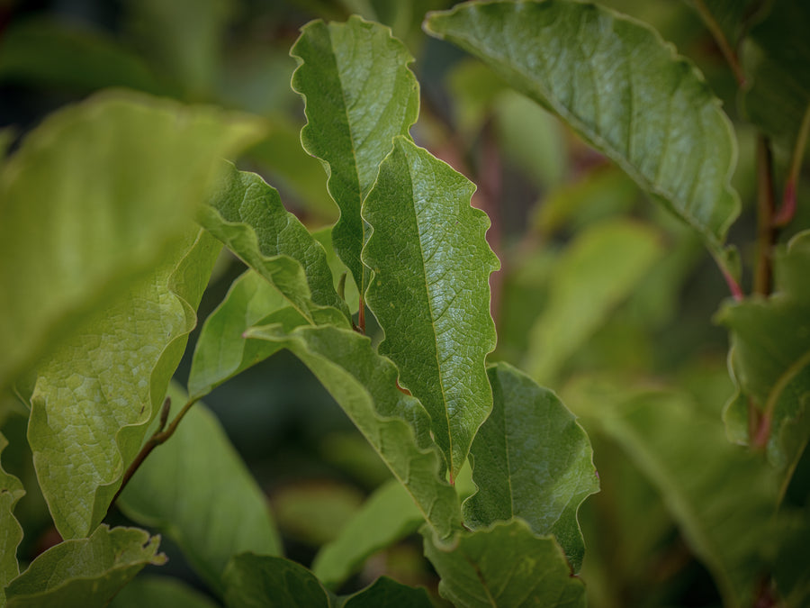 Kobushi-Magnolie — Magnolia kobus
