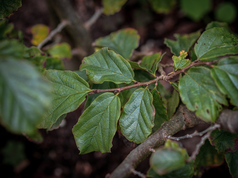 Eisenbaum — Parrotia persica
