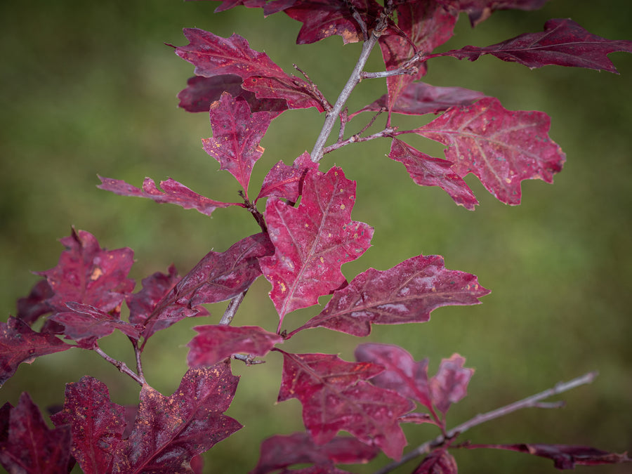 Scharlach-Eiche — Quercus coccinea