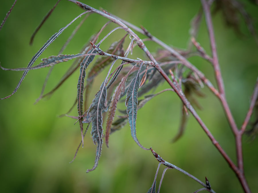 Säulen-Blutbuche Midnight Feather — Fagus sylvatica 'Midnight Feather'