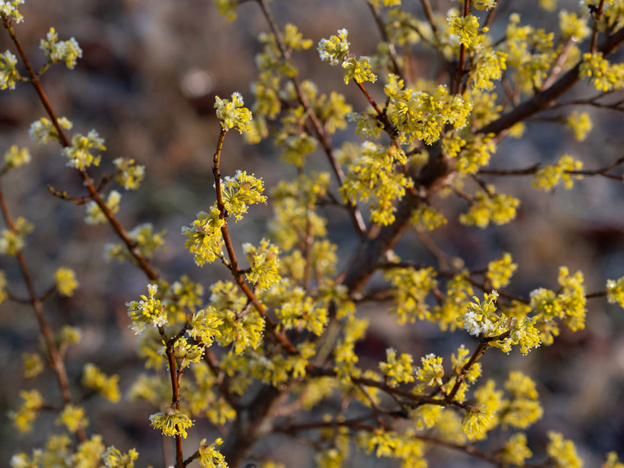 Kornelkirsche — Cornus mas