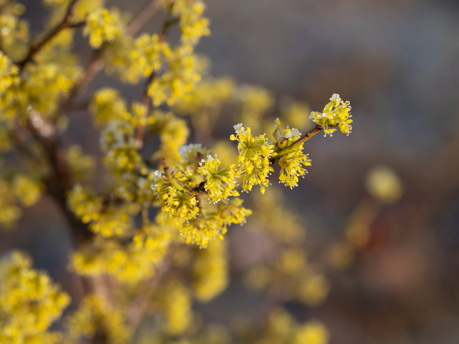 Kornelkirsche — Cornus mas