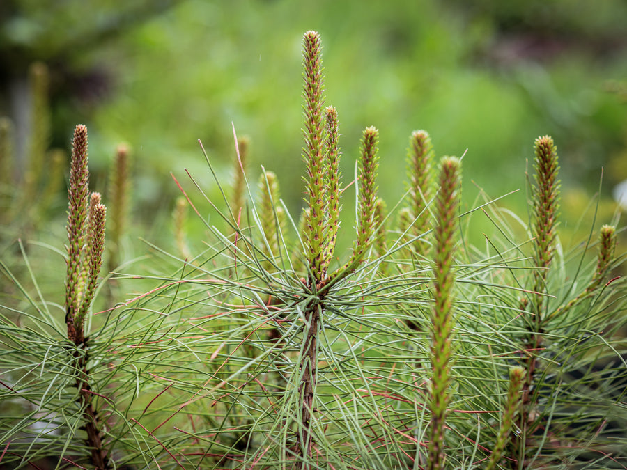 Ponderosa-Kiefer — Pinus ponderosa