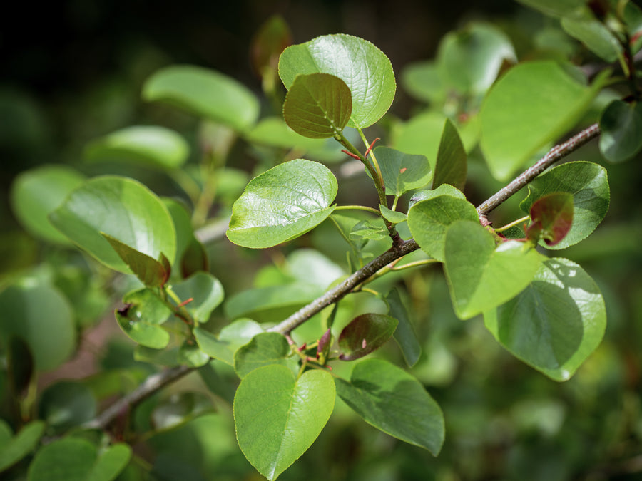 Italienische Erle — Alnus cordata