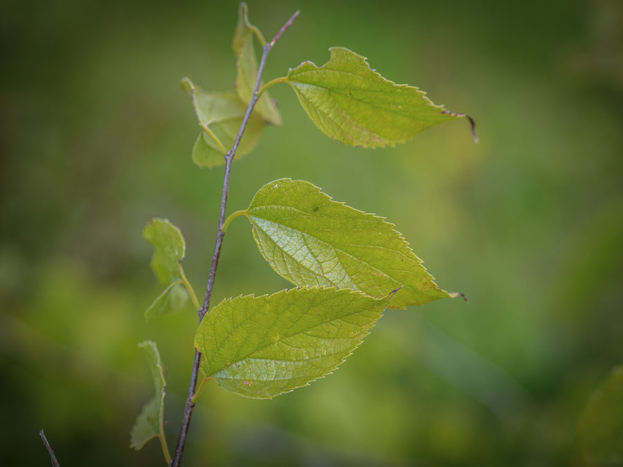 Europäischer Zürgelbaum — Celtis australis