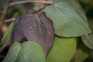 Rotblättriger Trompetenbaum Purpurea, Blätter mit grüner und violetter Färbung im Detail
