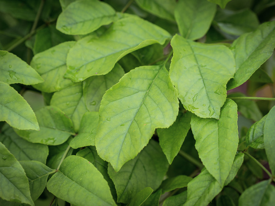 Bungens Blumenesche — Fraxinus bungeana