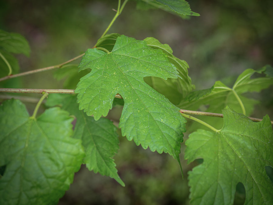 Weiße Maulbeere — Morus alba