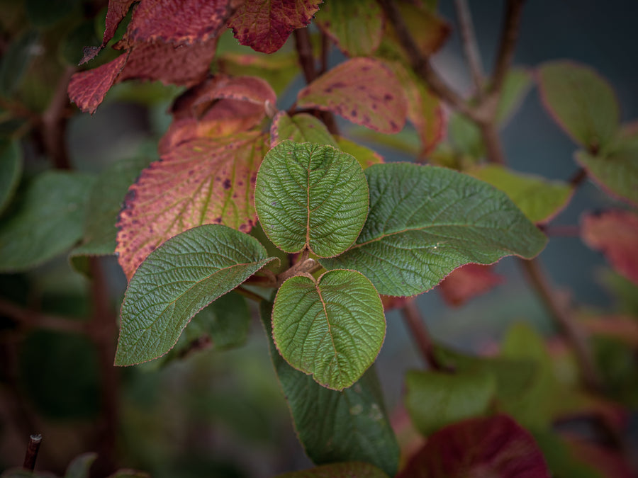 Wolliger Schneeball — Viburnum lantana