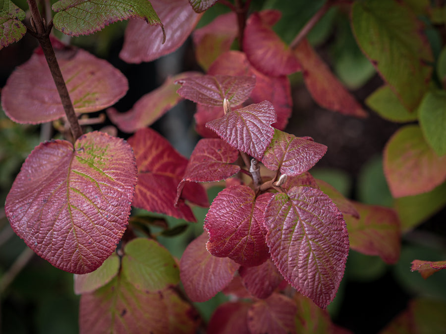 Wolliger Schneeball — Viburnum lantana