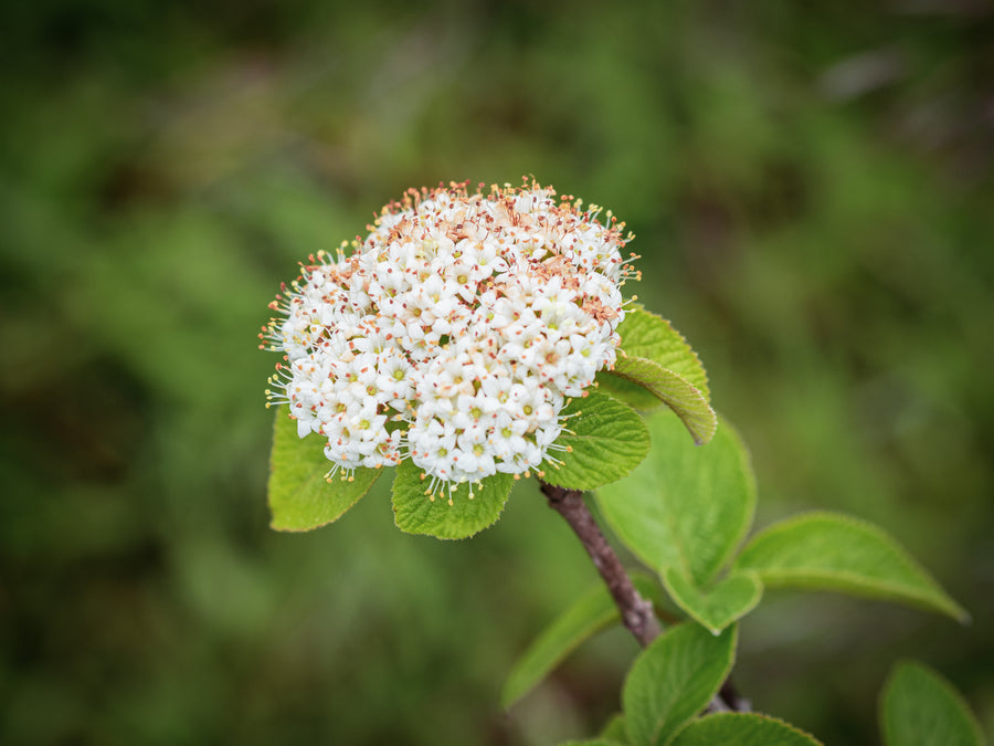 Wolliger Schneeball — Viburnum lantana