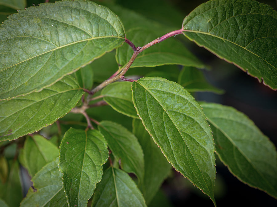 Chinesischer Guttaperchabaum — Eucommia ulmoides