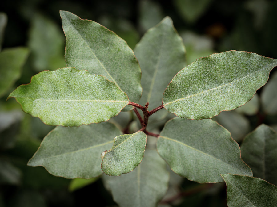 Immergrüne Ölweide — Elaeagnus × submacrophylla