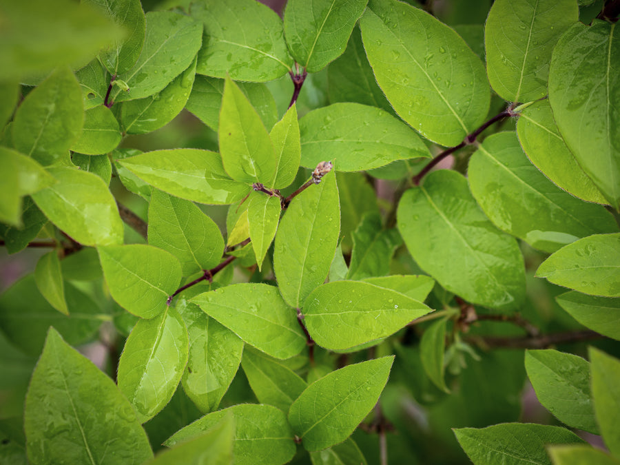 Winter-Heckenkirsche — Lonicera × purpusii