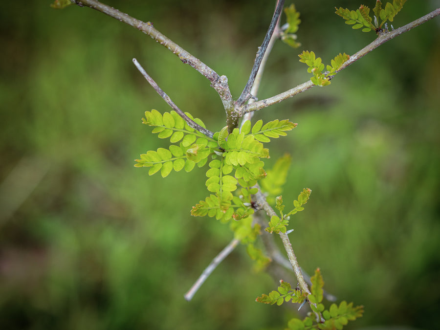 Lederhülsenbaum — Gleditsia triacanthos
