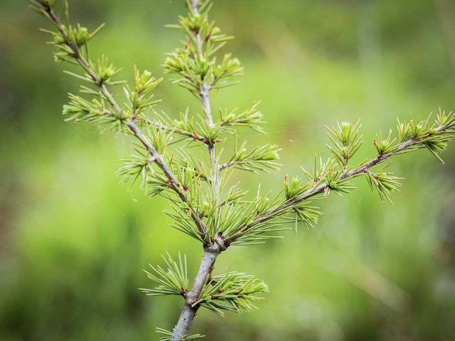 Atlas-Zeder — Cedrus atlantica