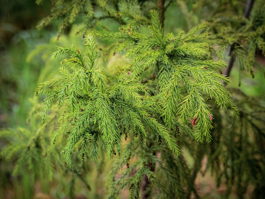 Japanische Sicheltanne — Cryptomeria japonica