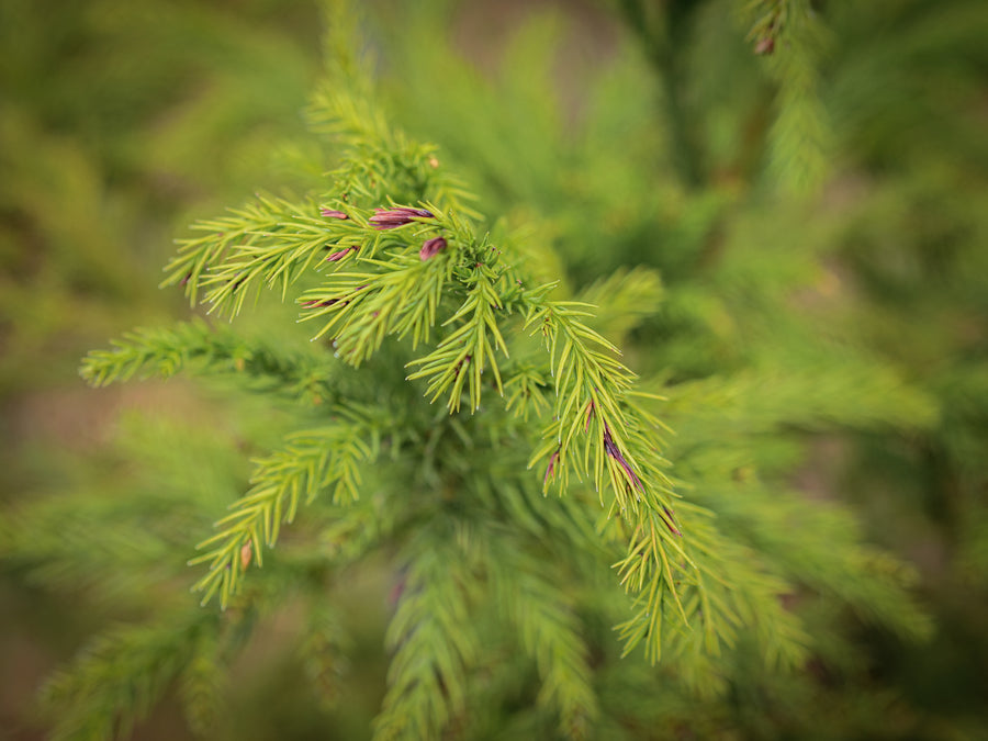 Japanische Sicheltanne — Cryptomeria japonica