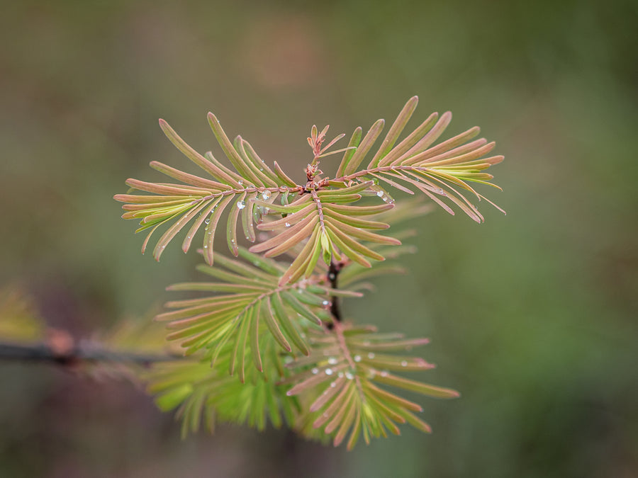 Urwald-Mammutbaum — Metasequoia glyptostroboides