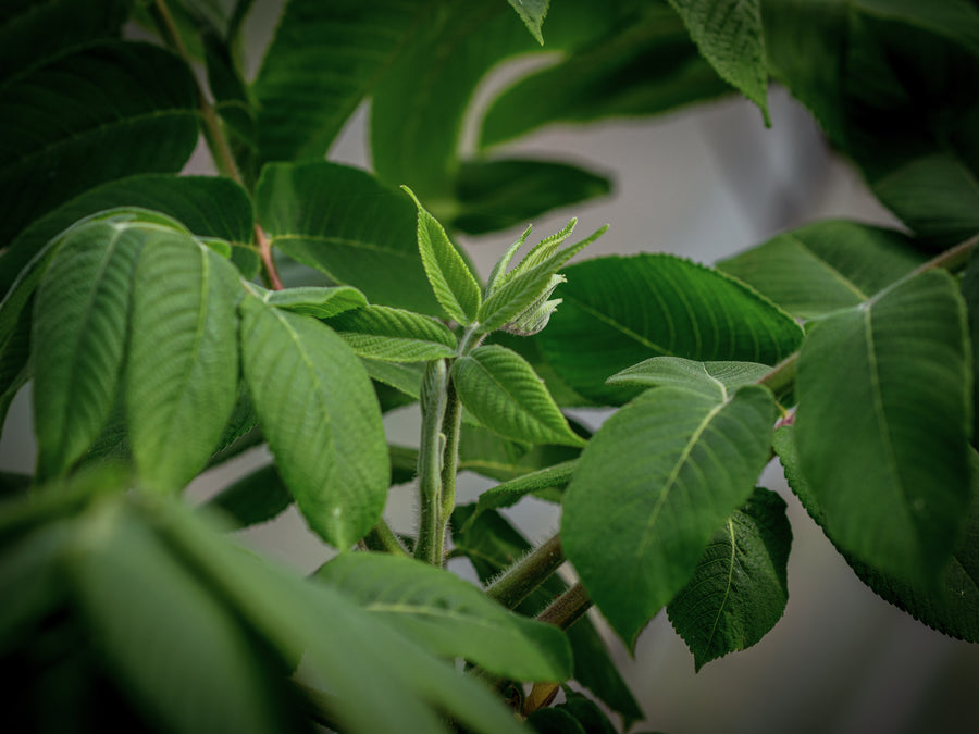 Herznuss — Juglans ailantifolia var. cordiformis