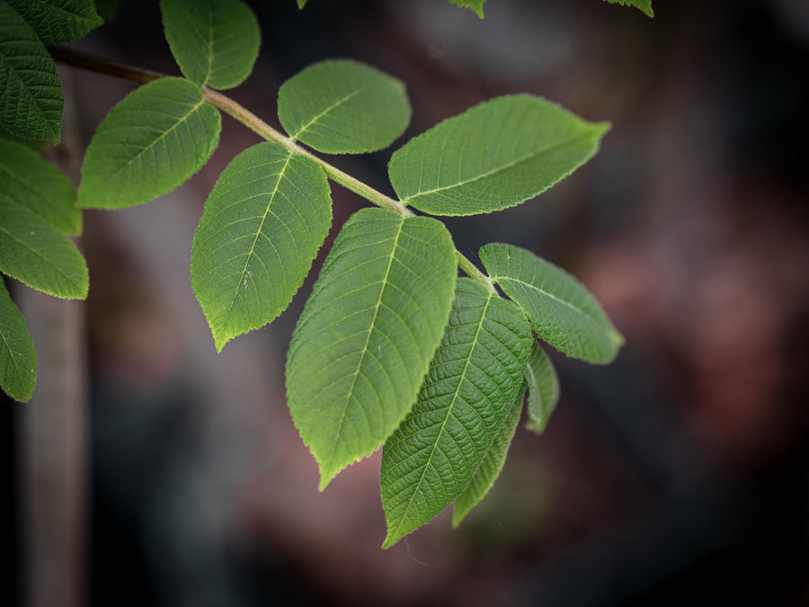Herznuss — Juglans ailantifolia var. cordiformis