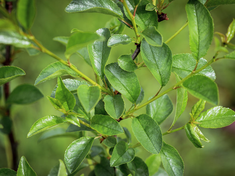 Strauchkirsche Carmine Jewel — Prunus fruticosa × Prunus cerasus 'Carmine Jewel'