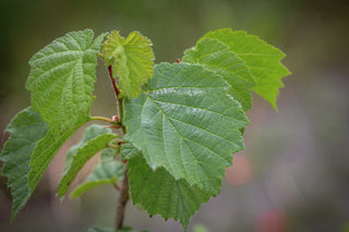 Baumhasel