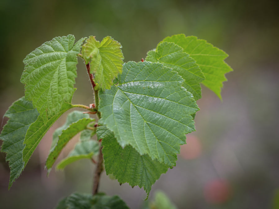 Baumhasel — Corylus colurna
