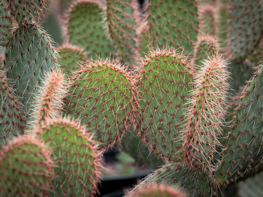 Feigenkaktus 'Kurt' — Opuntia strigil 'Kurt'