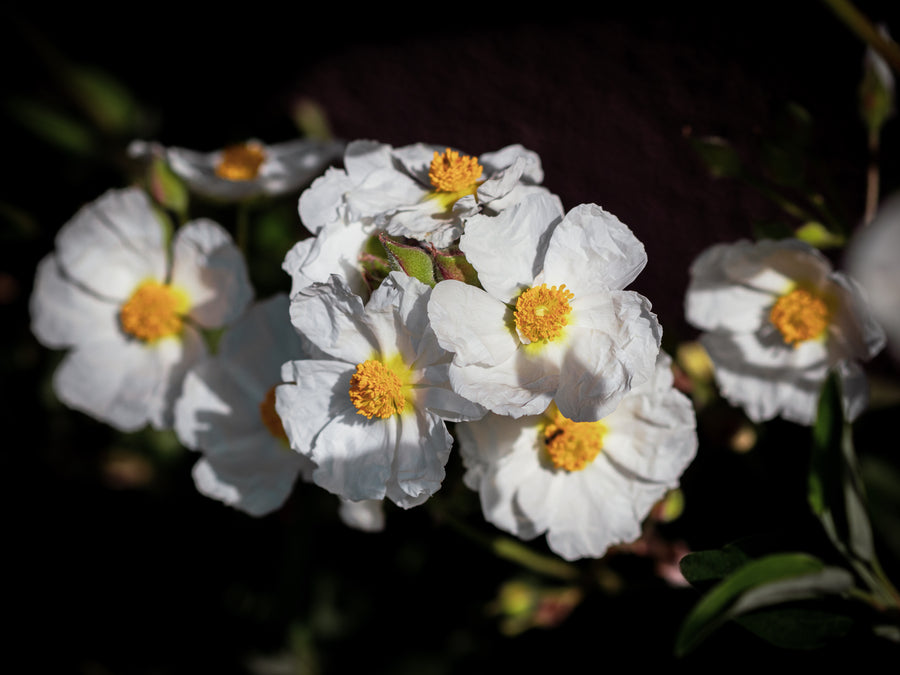 Lorbeerblättrige Zistrose — Cistus laurifolius