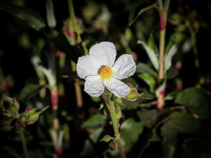 Lorbeerblättrige Zistrose — Cistus laurifolius