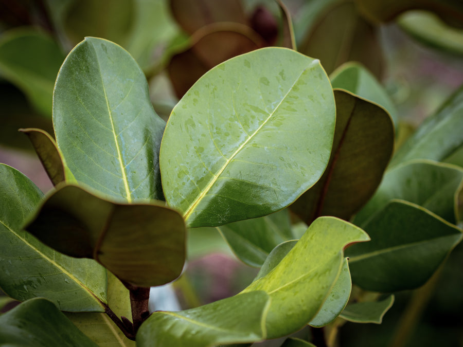 Großblütige Magnolie 'Treyve' — Magnolia grandiflora 'Treyve'