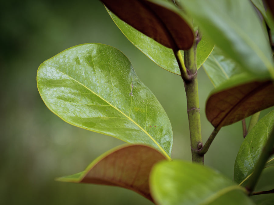 Großblütige Magnolie 'Ferruginea' — Magnolia grandiflora 'Ferruginea'