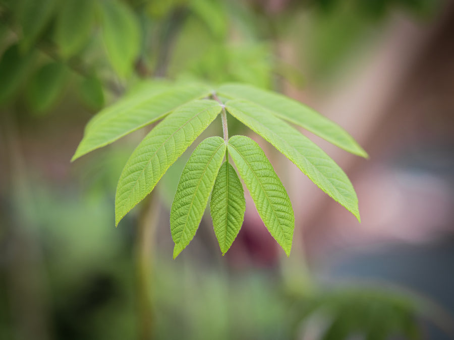Mandschurische Walnuss — Juglans mandshurica