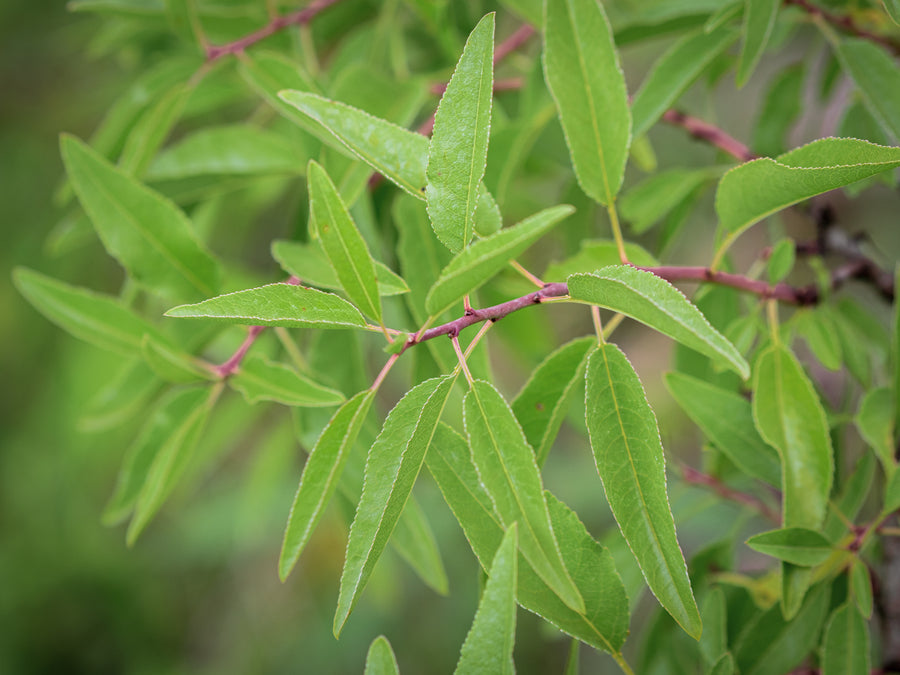 Mandel Baretta — Prunus dulcis 'Baretta'