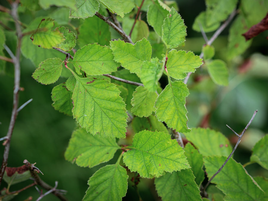 Scharlach-Weißdorn — Crataegus coccinea