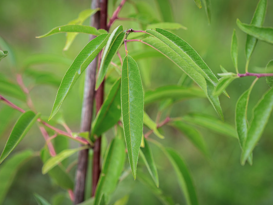 Mandel Perle der Weinstraße — Prunus dulcis × Prunus persica 'Perle der Weinstraße'